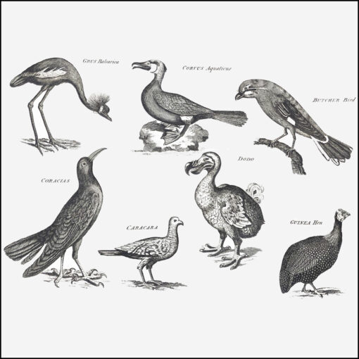 collage kit birds from Georgian Arts & Sciences Encyclopaedia
