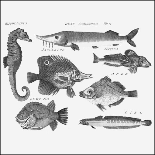 collage kit fish from Georgian Arts & Sciences Encyclopaedia