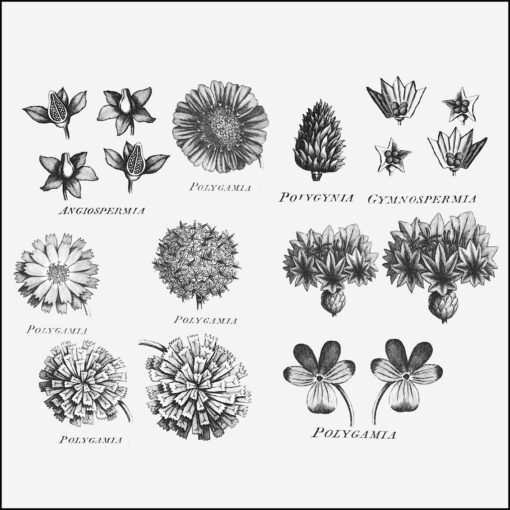 collage kit flowers from Georgian Arts & Sciences Encyclopaedia